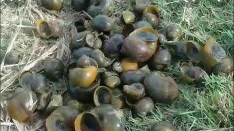 cách diệt ốc bươu vàng hiệu quả