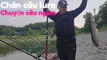 Chán câu lure chuyển câu ngâm lại ngon ăn