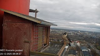 Koszalin 23 12 2025 2 Nila Ptysia Woła, Nie Przyszedł, Skoczyła Na Kamerę