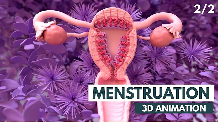 The Menstrual Cycle | 3D Animation (2/2)