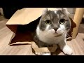 2025.02.10 東急ハンズで買ってきました。たぴです #今日のたぴねこ #アメリカンカール