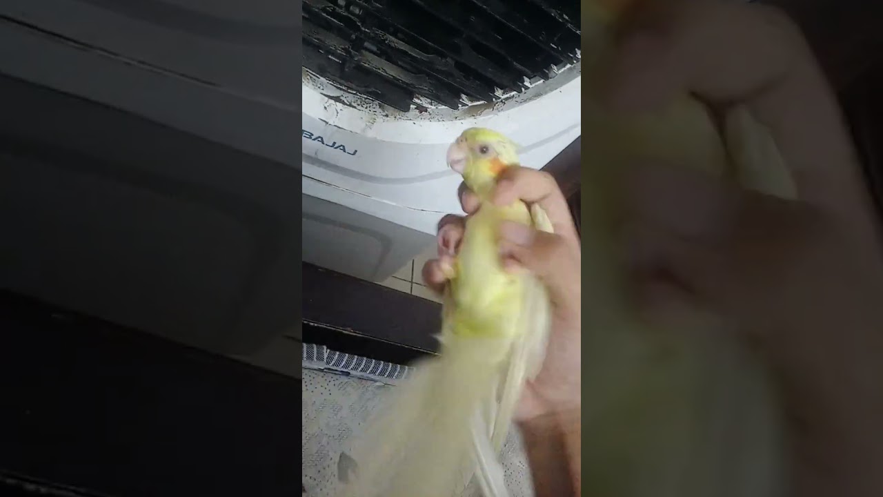 pickup a banana attempt 2