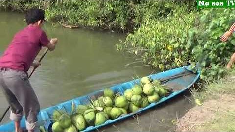 Giăng lưới CÁ ĐÓI ở vuông tôm thiên nhiên