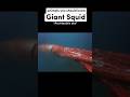 Giant Squid: The Largest Invertebrate 🦑