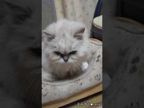長寿猫★ペルシャチンチラシルバー21歳