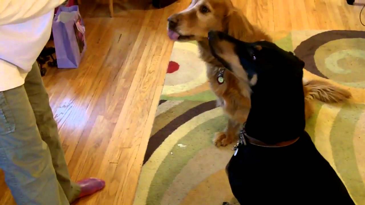 Reddi Whip for dogs YouTube