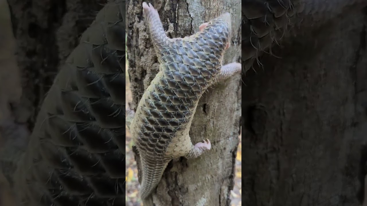 Anant Ambani secures jobs at Reliance 