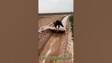 Daily Work Process of Irrigation Water Directing to Rice Fields #dailywork