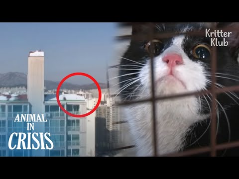 "Help…" Cat&rsquo;s A Second Before Falling Off Slippery Rooftop | Animal in Crisis EP275