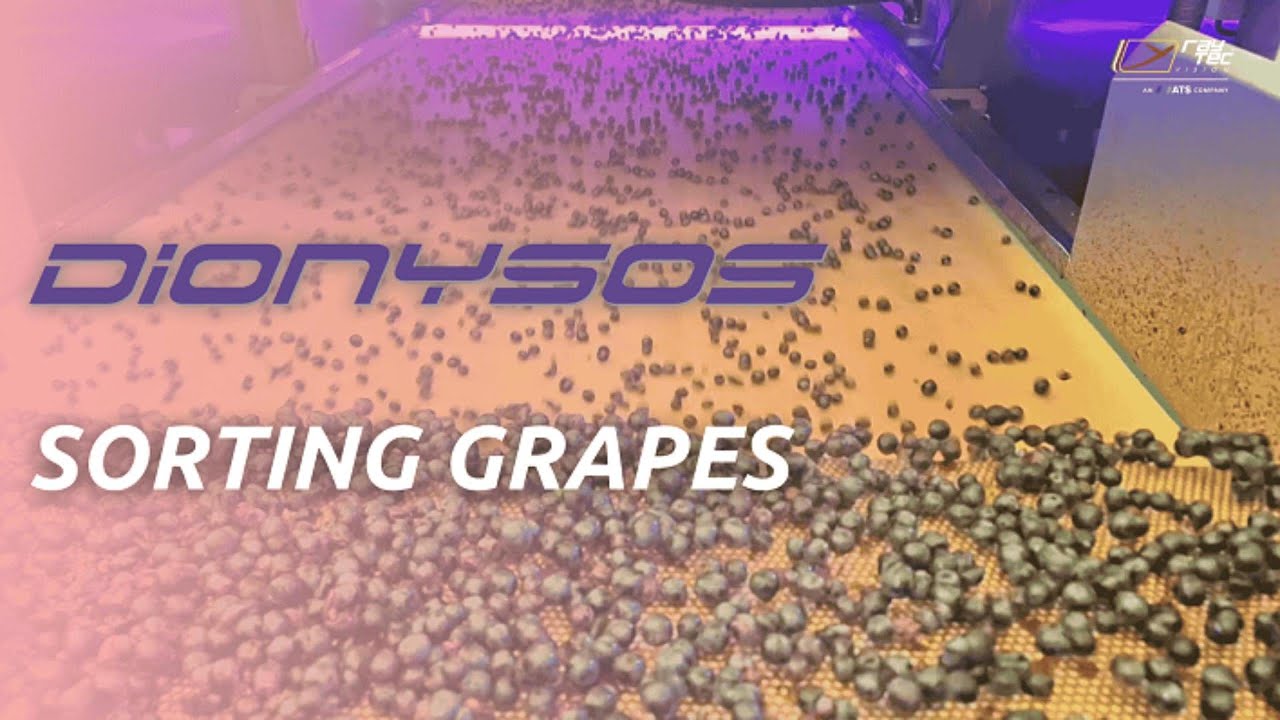 Ever Wondered How Grapes Are Sorted at the Start of Winemaking? Explore Dionysos | RAYTEC VISION SpA