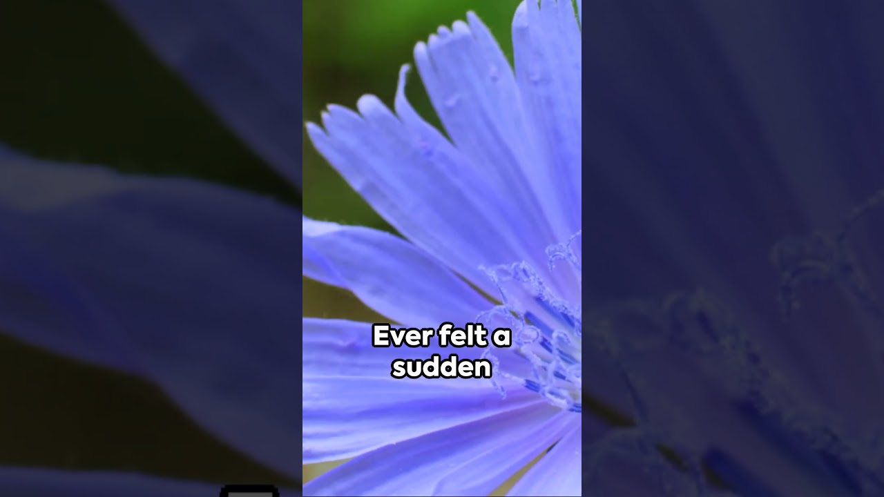 Chicory Root: The Superfood You Didn't Know About!