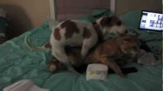 Female Dog Humps Male Cat !! Too Funny Female Dog Humps Male Cat !! Too Funny