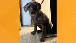 Pet on the set | Meet Cheyenne, the puppy