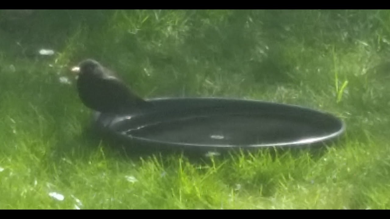 Merels in de tuin 2024