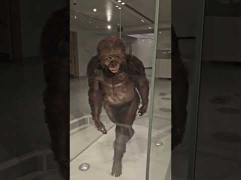 Video: Cleveland Museum für Naturgeschichte