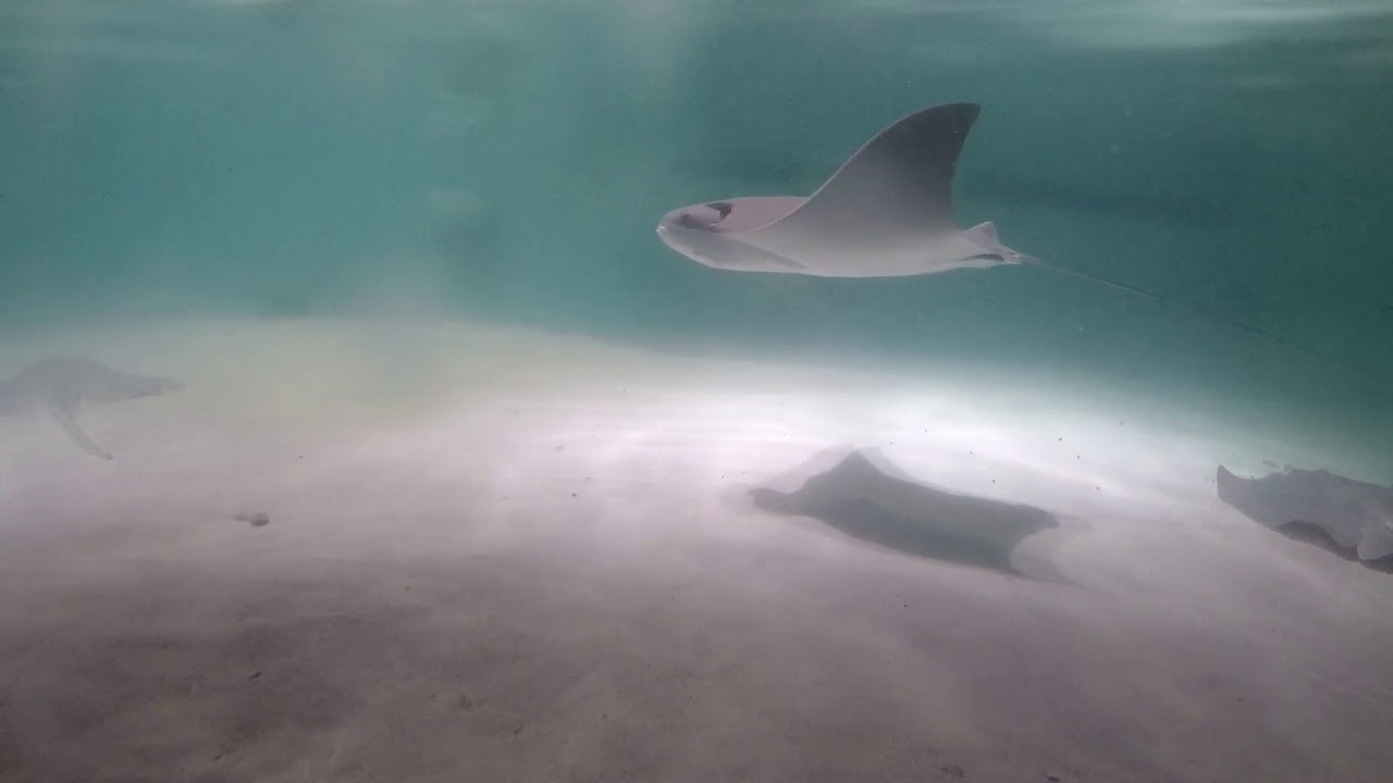 Вирджинский аквариум и центр морских наук (HD, 60 кадров в секунду)