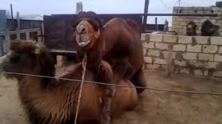 секс верблюдов часть 2 ,со зрителями :-) секс верблюдов часть 2 ,со зрителями :-)