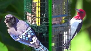The Squirrel Buster Suet