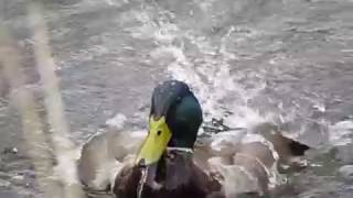 Mallards Mating, slow motion