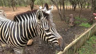 Zebra and Warthog at Zinkwazibush - Marloth Park