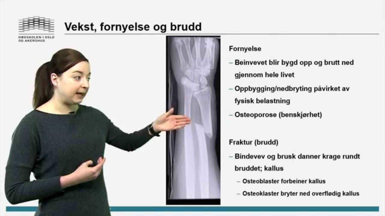 Skjelett: Introduksjon