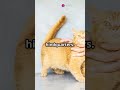 Master the Art of Holding Your Cat! #CatCare #PetTips #FelineFriends #CatLovers #HowToHoldACat #fyp