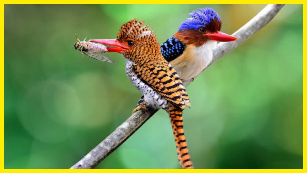 The Banded Kingfisher: A Jewel of the Asian Rainforest