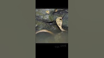 Rắn hổ mang bò vào hang động vì nước lũ dâng cao #snake