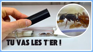 Les 3 Meilleures Façons De Tuer Tes Fourmis