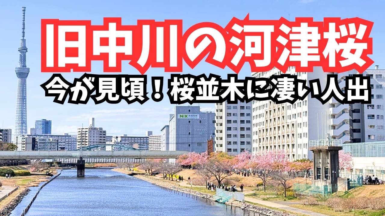 【速報】🌸旧中川の河津桜が見頃！桜並木に凄い人出｜Breaking: Kawazu Sakura in Full Bloom at Old Nakagawa, Huge Crowd