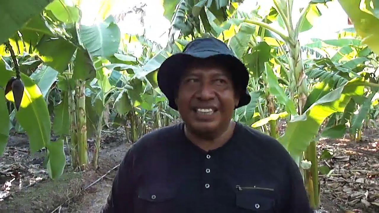 ¿A QUÉ DISTANCIA SE DEBEN PLANTAR LAS PLANTAS  DE PLÁTANO? 