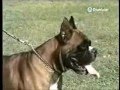 Боксер служебная собака 1