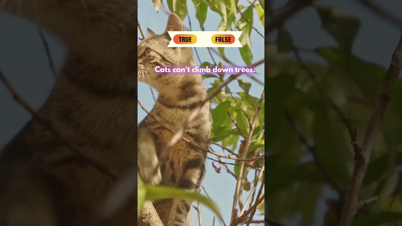 Cats can't climb down trees. True/False