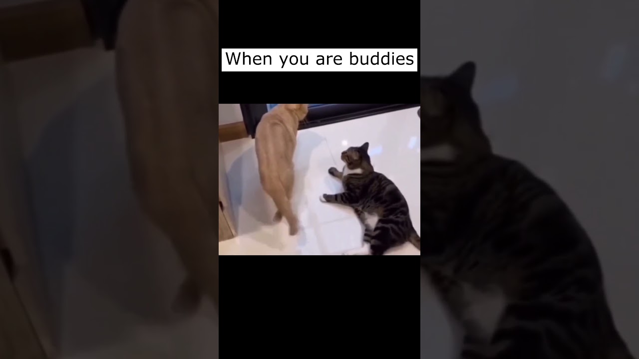 Cat Fight: Black Cat Fights Back Against Orange Cat's Aggression 