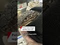 Police seize reptiles and cash during sweeping raids across Sydney