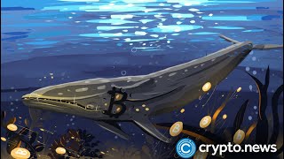 Bitcoin Whales Purchase Over 6,000 Btc In A Day