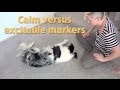 Create calm markers! A tip from my dog training seminar Create calm markers! A tip from my dog training seminar