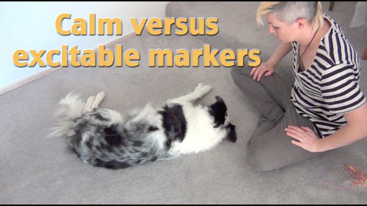 puppy paradise Create calm markers! A tip from my dog training seminar