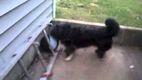 My dog can play "basketball "