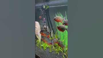 What If You Jump In A Piranha Pool❗❓ #shorts #DeepNature