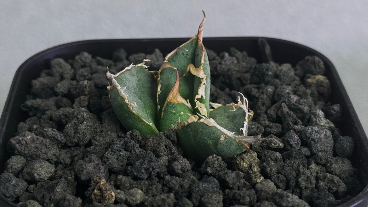 アガベ　疣猪　B アガベ チタノタ 疣猪 / イボイノシシ WT-01 | アガベ専門店