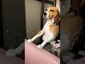 シャンプーされるビーグル犬#dog#シャンプー犬