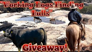 Gathering All The Bulls With The Help Of Our Good Dogs And Horses/ Giveaway!