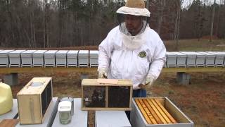 Installing a Package of Honey bees