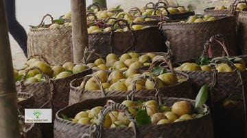 GIỐNG QUÝT BẮC KẠN PHẢI TRỒNG BẰNG HẠT THÌ QUẢ MỚI NGON VÀ CÂY SỐNG LÂU