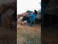 fliper video 🤸#stunt #backflip