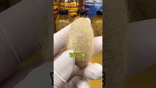 Giant Moth Emerging From Its Cocoon 🐛🦋 | Incredible Metamorphosis