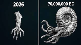 Armor Was Invincible Yet Why Did Evolution Abandon It