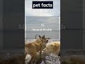 #dogfacts #pets #youtubeshorts #healthypets