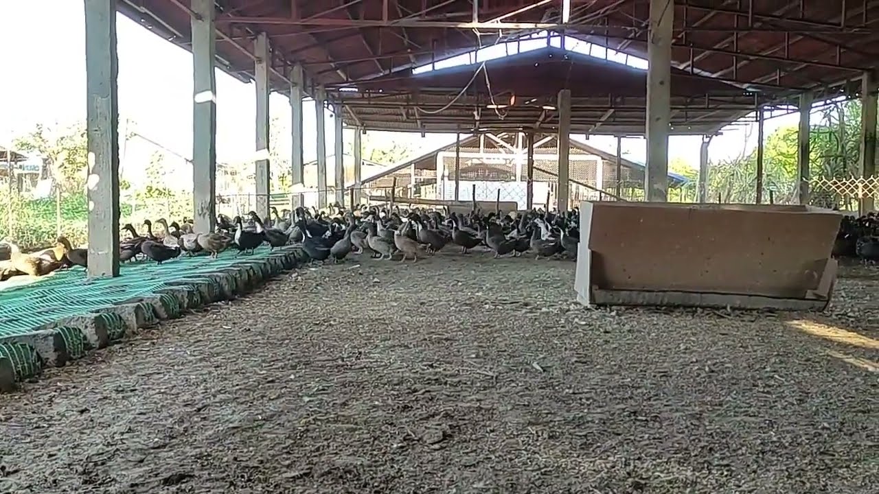 Ano mas maganda sa kulungan ng itik? hanger ba o lapag?